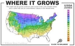 Bar Harbor Juniper - 1 Gallon Pot -Azaleas Store 3a 8a