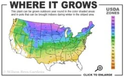 Blue Creeping Phlox - 6 Pack Of Pint Pots -Azaleas Store 3a 8b 3