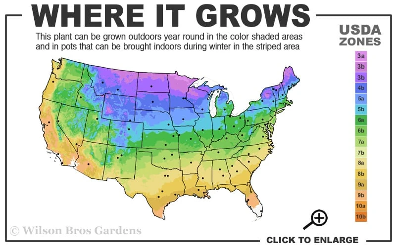 Lizard's Tail Swamp Lily (Saururus Cernuus) - 1 Gallon Pot 5 Lizard's Tail Swamp Lily (Saururus Cernuus) - 1 Gallon Pot - Image 3