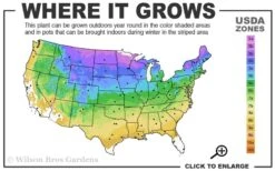 Grancy Graybeard - White Fringe Tree - 7 Gallon Pot (2-3') -Azaleas Store 3b 9a 2