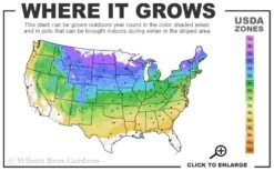Shadblow Serviceberry Tree (Amelanchier Canadensis) - 1 Gallon Pot 13 Shadblow Serviceberry Tree (Amelanchier Canadensis) - 1 Gallon Pot -Azaleas Store 4A 8B 5