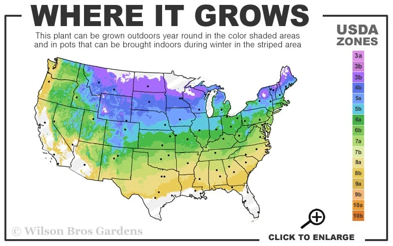 Shadblow Serviceberry Tree (Amelanchier Canadensis) - 1 Gallon Pot 5 Shadblow Serviceberry Tree (Amelanchier Canadensis) - 1 Gallon Pot - Image 3