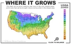 Lemon Drift Groundcover Rose - 3 Gallon Pot -Azaleas Store 4a 11 2