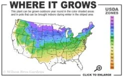 Bloomerang Dark Purple Lilac - 5 Pack Of Quart Pots -Azaleas Store 4a 8a