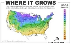 Highland Cream Creeping Thyme - 5 Pack Of Quart Pots -Azaleas Store 4a 8b thumbnail