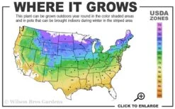 Black Locust Tree - 3 Gallon Pot 17 Black Locust Tree - 3 Gallon Pot -Azaleas Store 4a 9a 1