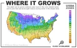 Einstein Summersweet (Clethra Alnifolia) - 3 Gallon Pot 7 Einstein Summersweet (Clethra Alnifolia) - 3 Gallon Pot -Azaleas Store 4a 9b 21