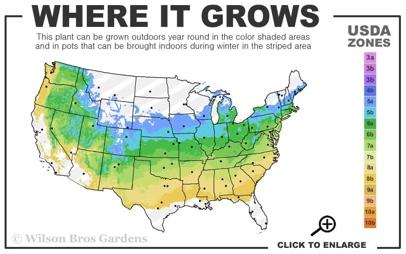 Etain Hardy Viola - 5 Pack Of Quart Pots 5 Etain Hardy Viola - 5 Pack Of Quart Pots - Image 3