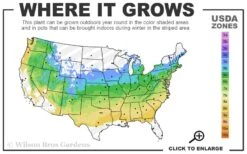 Fireglow Red Leaf Japanese Maple - 2 Gallon Pot 12 Fireglow Red Leaf Japanese Maple - 2 Gallon Pot -Azaleas Store 5a 8b 8