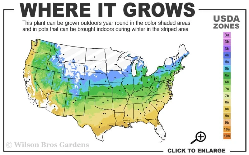 Peaches And Cream Japanese Maple - 2 Gallon Pot 5 Peaches And Cream Japanese Maple - 2 Gallon Pot - Image 3