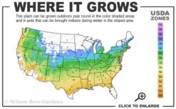 Oregon Sunset Japanese Maple - Acer Palmatum - 5 Gallon Pot 11 Oregon Sunset Japanese Maple - Acer Palmatum - 5 Gallon Pot -Azaleas Store 5a 9a