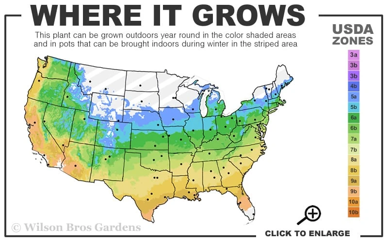 Leonard Messel Star Magnolia - 3 Gallon Pot 5 Leonard Messel Star Magnolia - 3 Gallon Pot - Image 3
