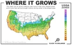 Southern Sweetbay Swamp Magnolia (M.v.australis) - 5 Gallon Pot -Azaleas Store 5b 11 3
