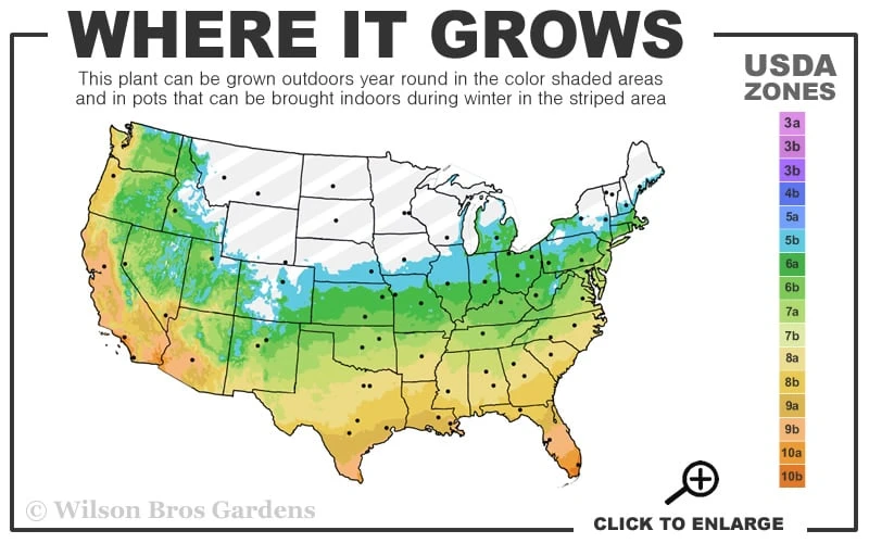 Silver Mist Sweetbay Magnolia - 3 Gallon Pot 5 Silver Mist Sweetbay Magnolia - 3 Gallon Pot - Image 3