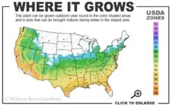 Orange Dream Japanese Maple - 3 Gallon Pot -Azaleas Store 5b 9b 2