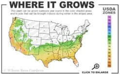 Perfecto Mundo Double Dark Pink Reblooming Azalea - 3 Gallon Pot -Azaleas Store 6B 9B 11