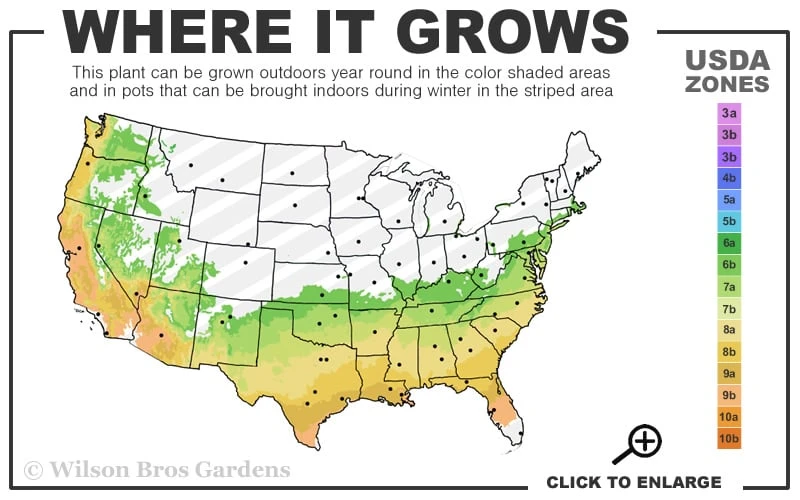 Perfecto Mundo Double Purple Reblooming Azalea - 3 Gallon Pot 5 Perfecto Mundo Double Purple Reblooming Azalea - 3 Gallon Pot - Image 3