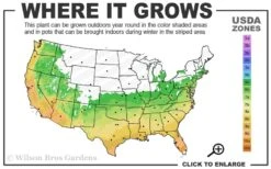 Snow Flurry Hardy Gardenia - 3 Gallon Pot -Azaleas Store 6a 10a 2