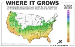 Summer Snow Gardenia - 3 Gallon Pot -Azaleas Store 6a 10a