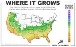 Pony Tails Mexican Feather Grass (Stipa Tennuissima) - 6 Pack Of Quart Pots -Azaleas Store 6a 10b