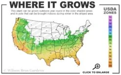 Silvery Sunproof Variegated Liriope - Lilyturf - 6 Pack Of 1 Gallon Pots -Azaleas Store 6a 11 1