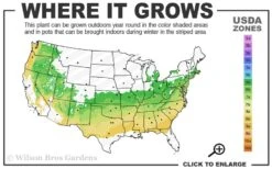 Fragrant Valley Sweetbox (Sarcococca) - 2 Gallon Pot 11 Fragrant Valley Sweetbox (Sarcococca) - 2 Gallon Pot -Azaleas Store 6a 8b 3