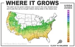 Taylor Pink Japanese Maple - 3 Gallon Pot -Azaleas Store 6a 9a