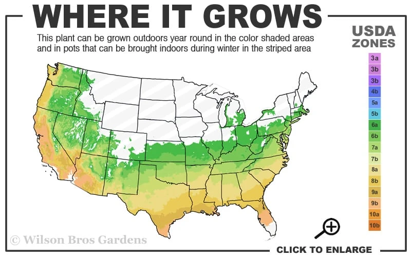 Clear Creek Aromi Azalea (Rhododendron) - 3 Gallon Pot 5 Clear Creek Aromi Azalea (Rhododendron) - 3 Gallon Pot - Image 3