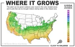 Chinzan Dwarf Azalea - 6 Pack Of 1 Gallon Pots -Azaleas Store 6a 9b 60