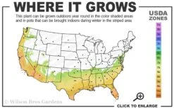 Little Gem Dwarf Southern Magnolia - 7 Gallon Pot (4-5') -Azaleas Store 7a 10a 2