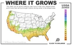 Jack Frost Ligustrum (Privet) - 3 Gallon Pot 10 Jack Frost Ligustrum (Privet) - 3 Gallon Pot -Azaleas Store 7a 10b 5