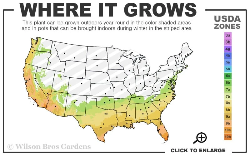 Jack Frost Ligustrum (Privet) - 3 Gallon Pot 5 Jack Frost Ligustrum (Privet) - 3 Gallon Pot - Image 3