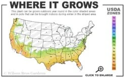 Verdie Sommerville Azalea (Rhododendron) - 3 Gallon Pot -Azaleas Store 7a 9b 23