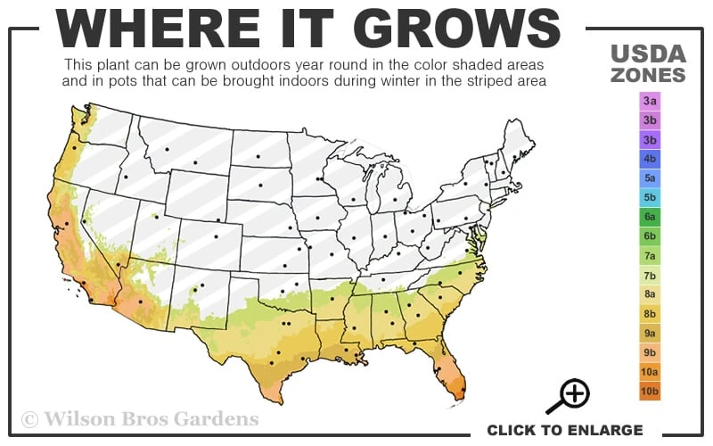 Mardi Gras Southern Indica Azalea - 6 Pack Of 1 Gallon Pots 5 Mardi Gras Southern Indica Azalea - 6 Pack Of 1 Gallon Pots - Image 3