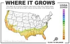 Pink Formosa Azalea - 6 Pack Of 1 Gallon Pots 9 Pink Formosa Azalea - 6 Pack Of 1 Gallon Pots -Azaleas Store 7b 10b 5