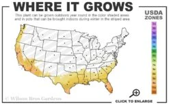 Variegated Creeping Dwarf Gardenia - 6 Pack Of 1 Gallon Pots -Azaleas Store 8a 11 21