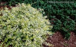 Lemon Lime Dwarf Abelia - 3 Gallon Pot -Azaleas Store Abelia Lemon Lime 52