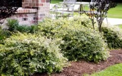 Lemon Lime Dwarf Abelia - 3 Gallon Pot -Azaleas Store Abelia Lemon Lime In Landscape