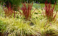 Golden Sweet Flag (Acorus Gramineus 'Ogon') - 6 Pack Of Pint Pots -Azaleas Store Acorus Ogon 103