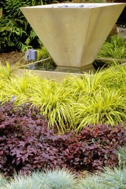 Golden Sweet Flag (Acorus Gramineus 'Ogon') - 6 Pack Of Pint Pots -Azaleas Store Acorus Ogon 104