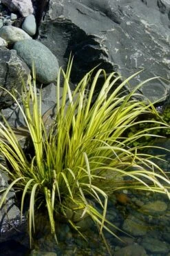 Golden Sweet Flag - Acorus Gramineus 'Ogon' - 10 Pack Of Quart Pots -Azaleas Store Acorus Ogon 105 2