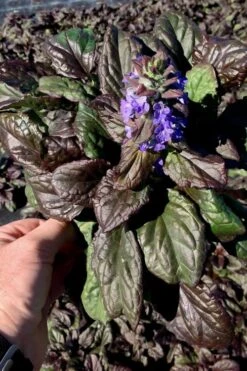 Catlins Giant Ajuga - Bugleweed - 18 Pack Of 3.5" Pots -Azaleas Store Ajuga Catlins Giant 10