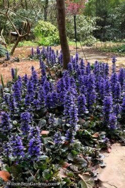 Catlins Giant Ajuga - Bugleweed - 18 Pack Of 3.5" Pots -Azaleas Store Ajuga Catlins Giant 20