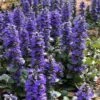 Catlins Giant Ajuga - Bugleweed - 18 Pack Of 3.5" Pots 1 Catlins Giant Ajuga - Bugleweed - 18 Pack Of 3.5" Pots -Azaleas Store Ajuga Catlins Giant 21