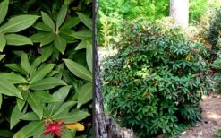 Florida Anise - Illicium Floridanum - 6 Pack Of 1 Gallon Pots -Azaleas Store Anise Florida 1