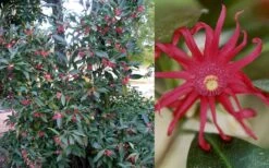 Florida Anise - Illicium Floridanum - 3 Gallon Pot -Azaleas Store Anise Florida 50