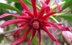 Florida Anise - Illicium Floridanum - 6 Pack Of 1 Gallon Pots -Azaleas Store Anise Florida Flower 50 1