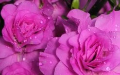 Amelia Rose Azalea - 3 Gallon Pot -Azaleas Store Azalea Amelia Rose 1