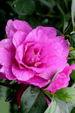 Amelia Rose Azalea - 1 Gallon Pot -Azaleas Store Azalea Amelia Rose 3 1