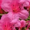 Chinzan Dwarf Azalea - 3 Gallon Pot -Azaleas Store Azalea Chinzan 21